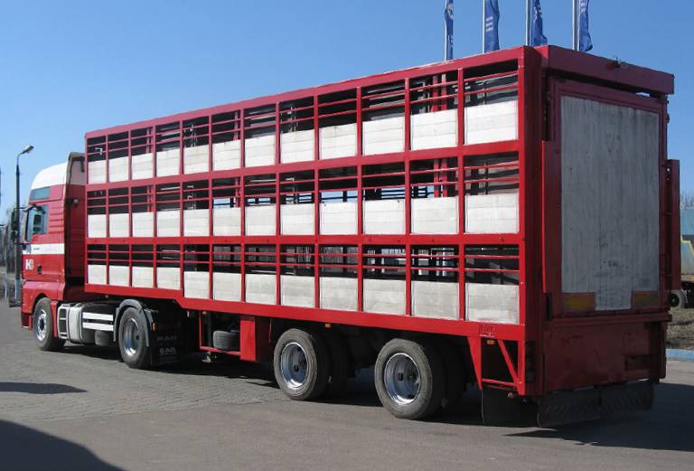 Услуга по транспортировке лошади из Казани в Калиненграда