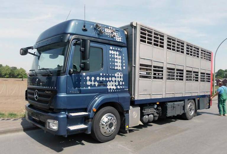 Перевозка собак автотранспортом из Россия, Ялта в Украина, Киев